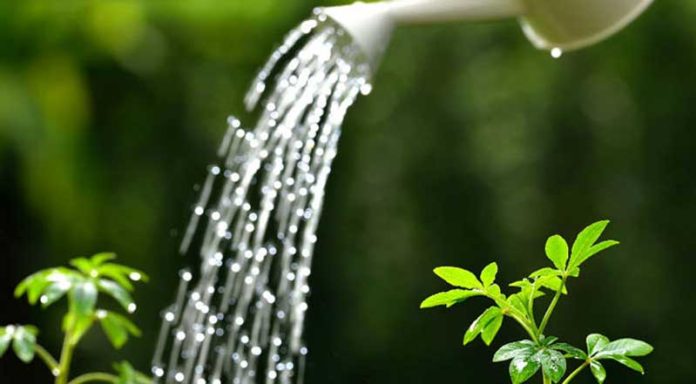 چند راهکار ساده برای آبیاری بهتر گیاهان